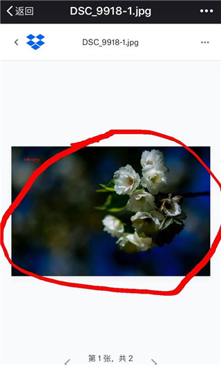 dropbox怎么下载保存图片 dropbox 保存图片教程
